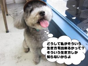 施術後トイプードル