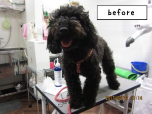 カット前トイプードル