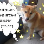 すっきり柴犬