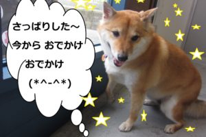 すっきり柴犬
