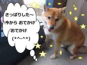 すっきり柴犬