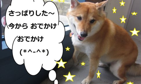 すっきり柴犬