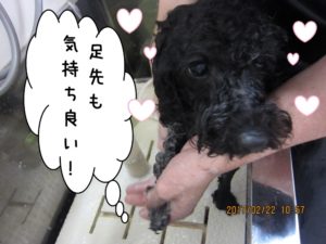 シャンプー中トイプードル