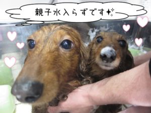 シャンプー中ミニチュアダックス