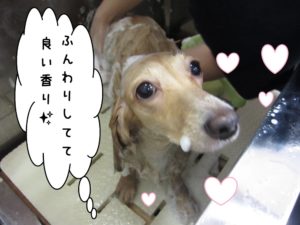 シャンプー中ミニチュアダックス