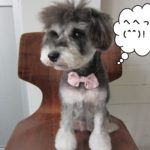 おすましMシュナ