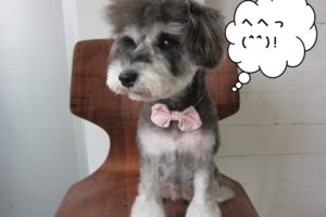 おすましMシュナ