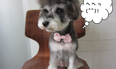 おすましMシュナ