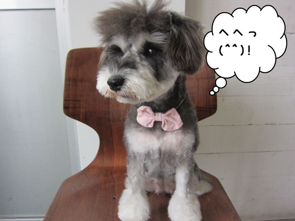 おすましMシュナ