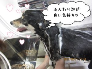 シャンプー中柴犬