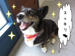 笑顔コーギー