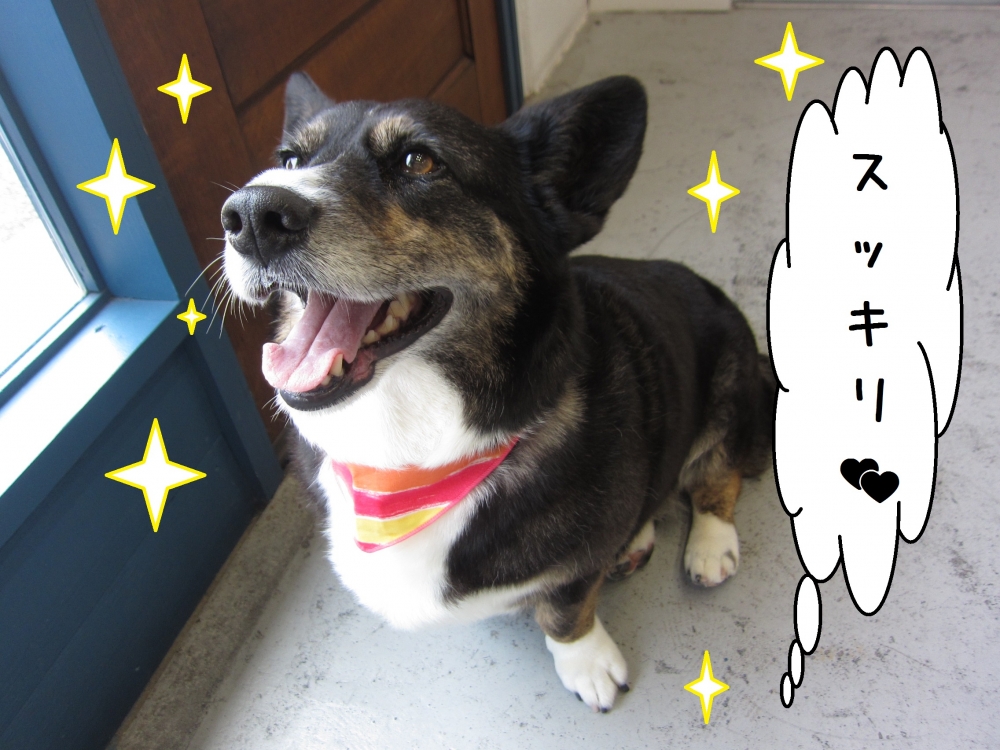 笑顔コーギー