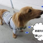 お洒落ミニチュアダックス