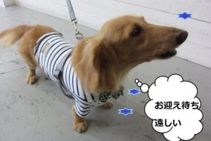 お洒落ミニチュアダックス