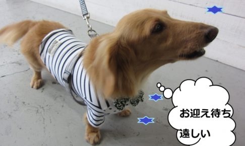 お洒落ミニチュアダックス