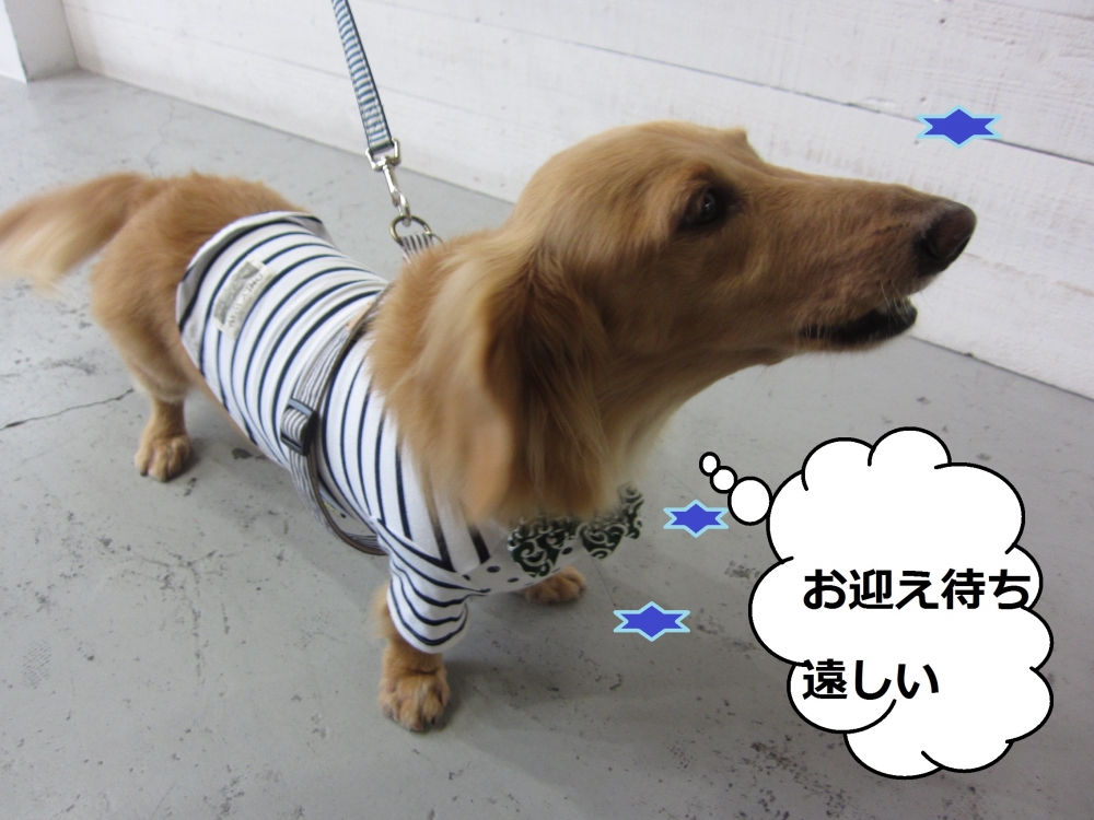 お洒落ミニチュアダックス