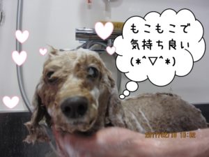 シャンプー中トイプードル