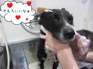 シャンプー中ミックス