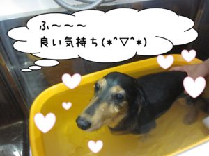 スパ中ミニチュアダックス