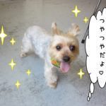 ご機嫌ヨーキー