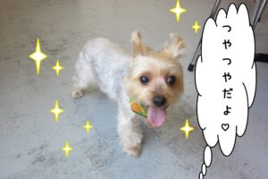 ご機嫌ヨーキー