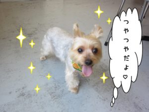 ご機嫌ヨーキー