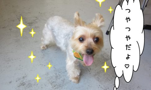 ご機嫌ヨーキー