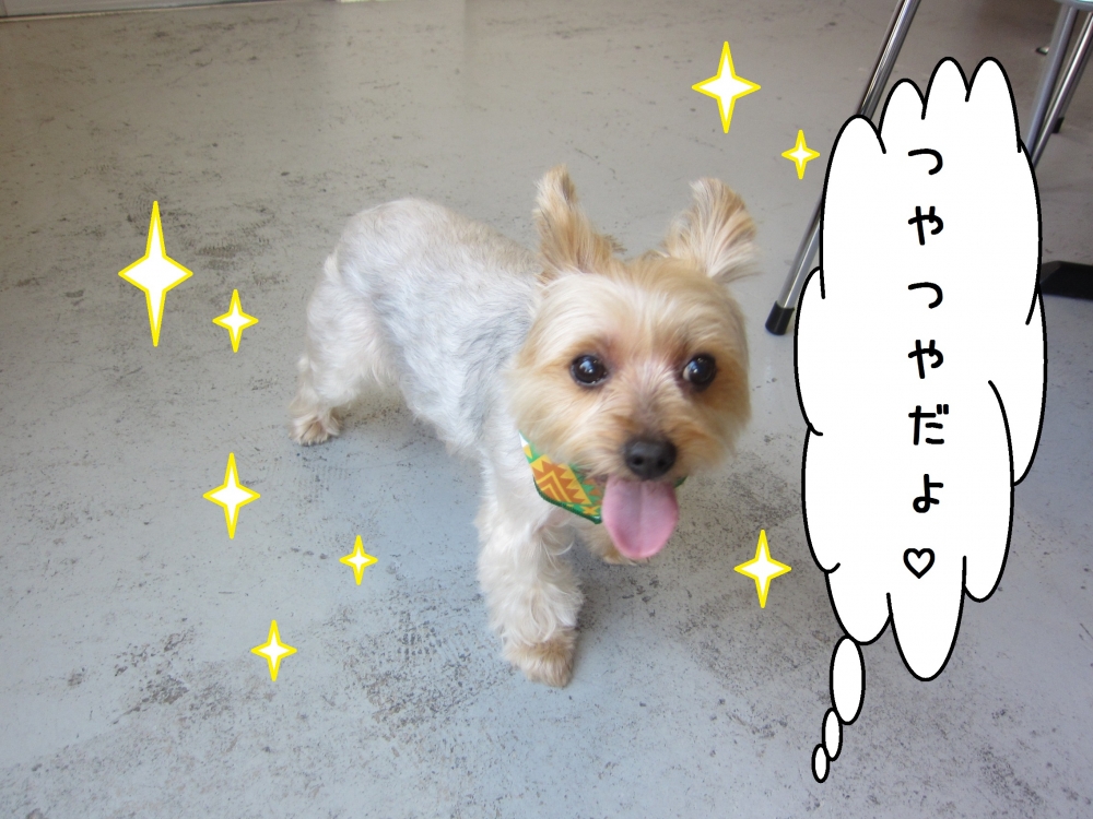 ご機嫌ヨーキー