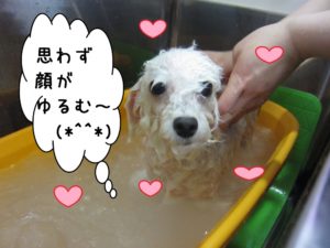 スパ中トイプードル