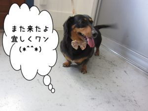 施術後ミニチュアダックス