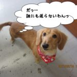 おすましミニチュアダックス