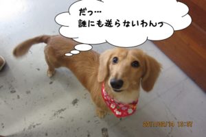 おすましミニチュアダックス