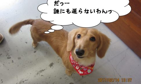 おすましミニチュアダックス