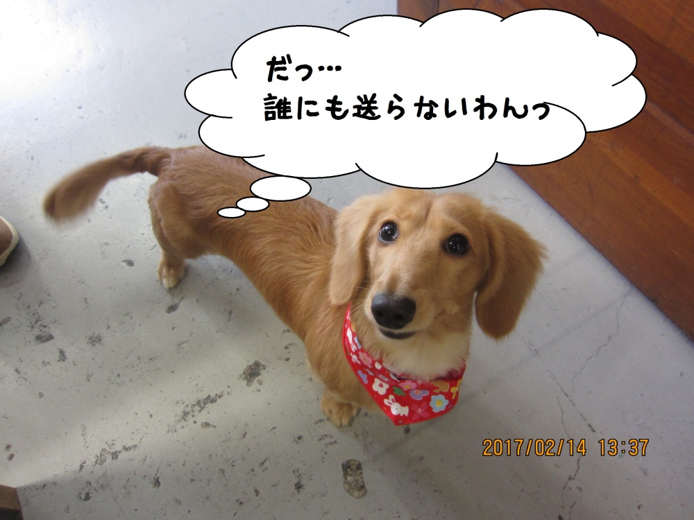 おすましミニチュアダックス