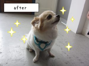 カット後チワワ