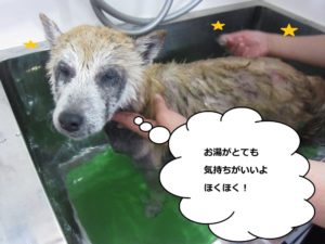 スパ中柴犬