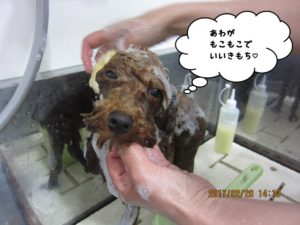 シャンプー中トイプードル