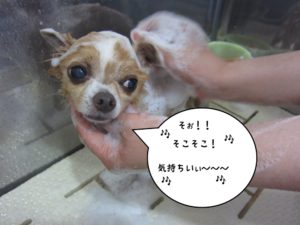 シャンプー中チワワ