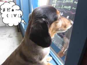 窓際ミニチュアダックス