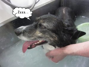 スパ中コーギー