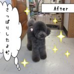 おすましトイプードル