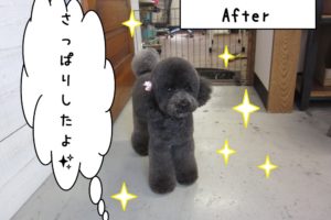 おすましトイプードル