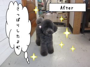 おすましトイプードル