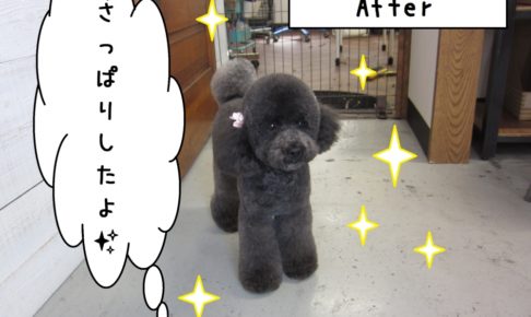 おすましトイプードル