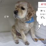 どや顔コッカー