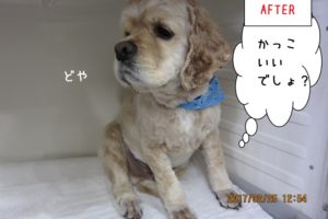 どや顔コッカー