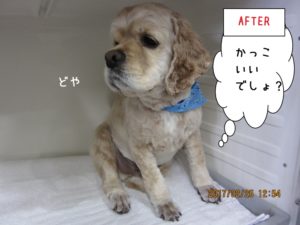 どや顔コッカー