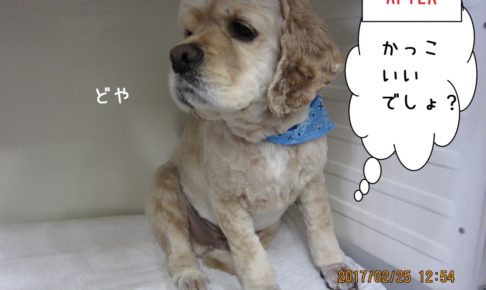 どや顔コッカー