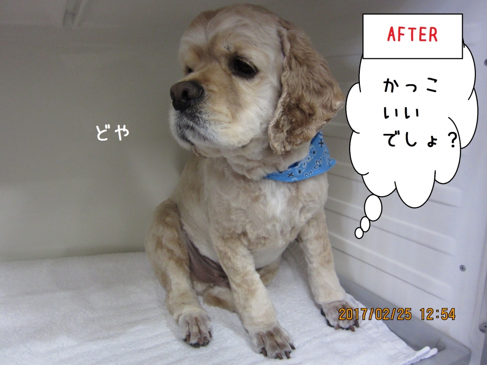 どや顔コッカー