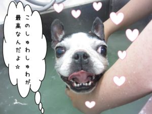 スパ中ボストンテリア